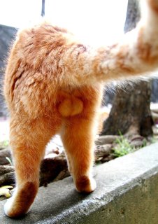 まるくて、ふわふわ…“にゃんたま”を愛でて幸せな気持ちに