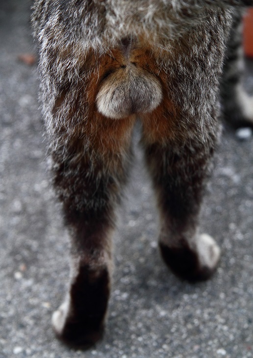 （Ｃ）芳澤ルミ子