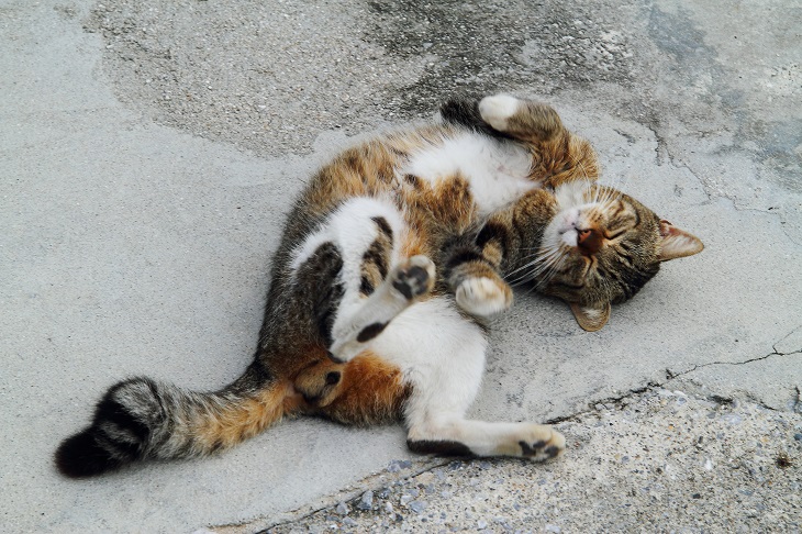 （Ｃ）芳澤ルミ子