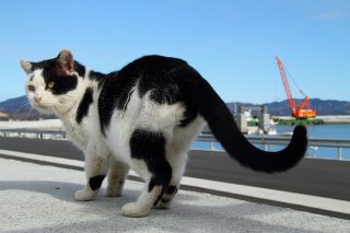 復興が進む港で発見 白黒猫の“にゃんたま”に哲学を感じる