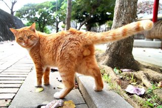 見返り美男子…「ニャハ市」裏市長のクールな“にゃんたま”