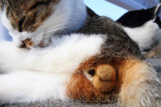 3万分の1の奇跡…激レアの縞三毛“にゃんたま”に幸福祈願