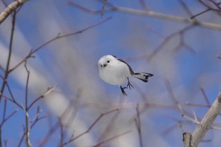 「コクハク」始めるってよ 2019.2.18（月）