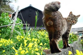恋の季節でもマイペース ゆっくり夢を育む若い“にゃんたま”
