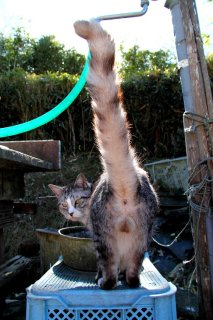 尻尾を上げ自慢のお宝を…モテモテ猫のご立派“にゃんたま”