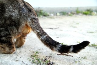 尻尾の曲線も美しい 斜め後ろからのチラリズム“にゃんたま”