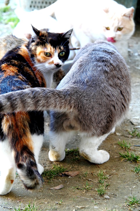 （Ｃ）芳澤ルミ子