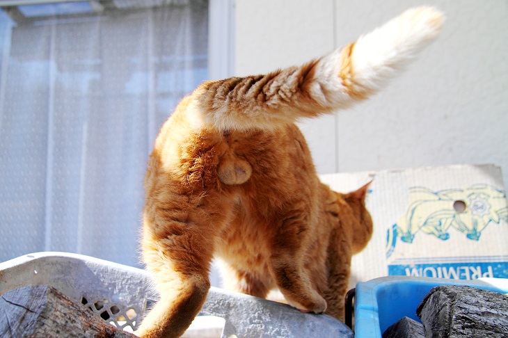 （Ｃ）芳澤ルミ子