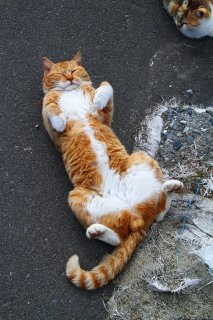 茶目っけたっぷりの“にゃんたま”にクールな三毛猫女子は?