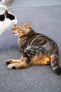 恋愛成就! 好きな女の子の毛繕いで感無量の“にゃんたま”君