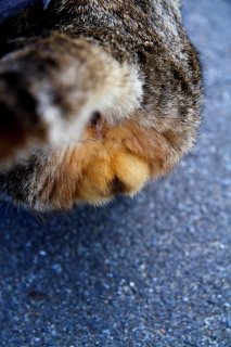 お尻を向けてピン! 甘えん坊“にゃんたま”は信頼のしるし