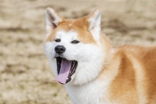 春眠暁を覚えず 2019.3.10（日）