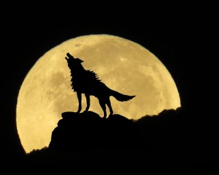 果たして「男はオオカミ」なのか?全ては女性次第だったり?