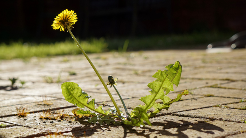 「けなげさ」アピールが有効（写真:iStock）