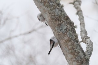 上からシマエナガ 2019.3.23（土）
