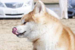 pero 2019.3.28（木）