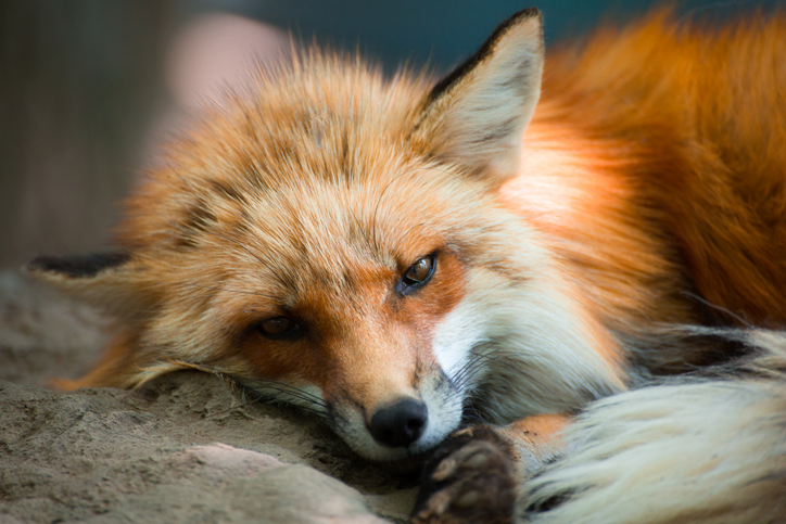 女狐って言葉もあるけれど（写真:iStock）