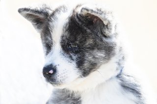 ドアップ 2019.3.31（日）