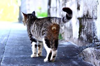 ピントがピタリ! “にゃんたま”の神様が味方してくれた瞬間