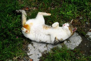 ぽかぽか陽気で…コロコロしながら寝落ちした“にゃんたま”君