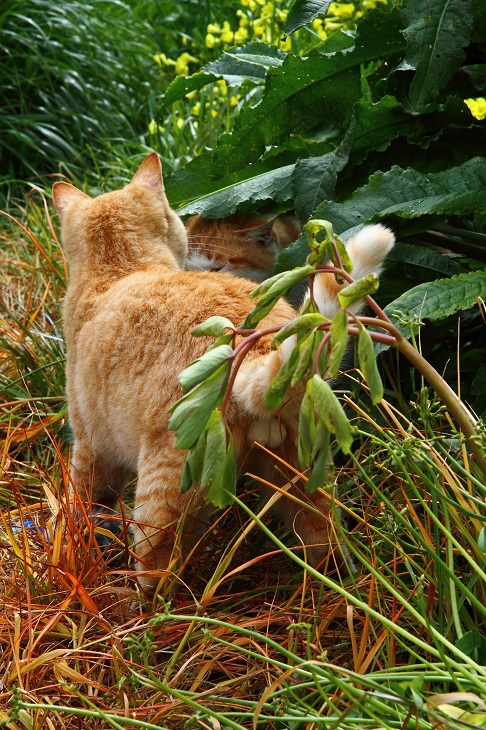 （Ｃ）芳澤ルミ子