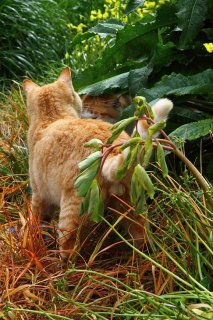 草陰で年上女子にアプローチ…恋する“にゃんたま”は積極的