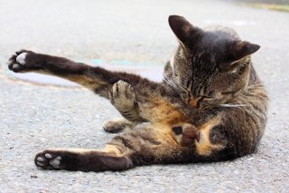 モテは1日でならず お手入れ中の美意識高い系“にゃんたま”