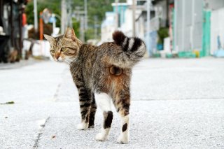 南の島で発見 キジトラ“にゃんたま”は神様のグッドデザイン