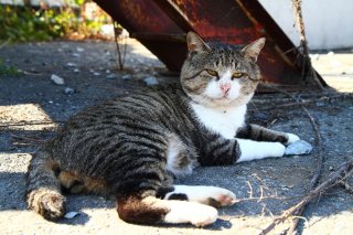 猫の島で圧倒的な存在感 コワモテボスの貫録“にゃんたま”