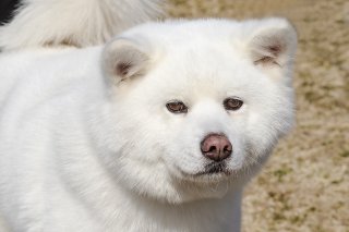 シロノヒ 2019.4.6（土）