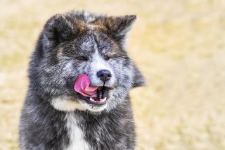 PeroⅡ 2019.4.15（月）