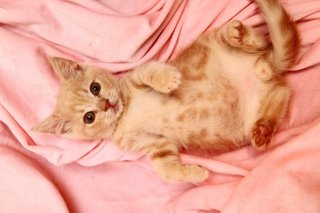 期間限定だから尊い 可愛い子猫の“こにゃんたま”にメロメロ