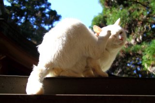 京都・伏見稲荷大社で発見 神のオーラ感じる白“にゃんたま”