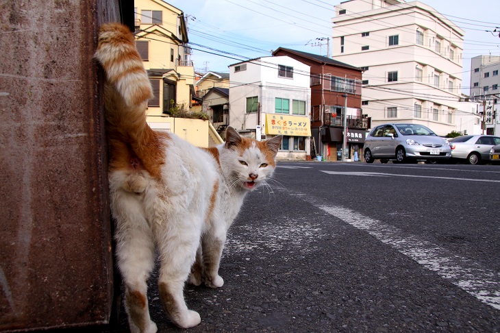 （Ｃ）芳澤ルミ子