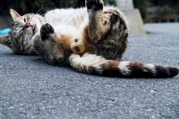 （Ｃ）芳澤ルミ子