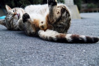 ゴロンゴロン♪ “にゃんたま”流ストレス解消法でリラックス