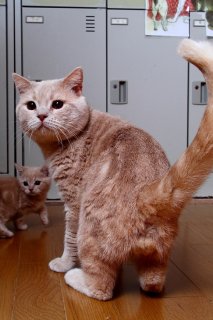 こにゃんたま君のパパ「タンク君」のご立派“にゃんたま”