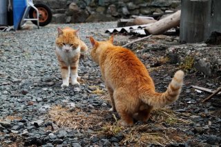この縄張りは渡さにゃい! 仁義なき“にゃんたま”抗争勃発中