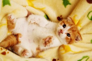 母性本能が止まらない…将来有望な赤ちゃん“にゃんたま”