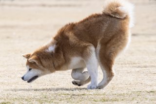 前のめり気味 2019.4.27（土）