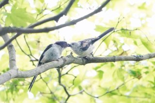 みどりの日 2019.5.4（土）