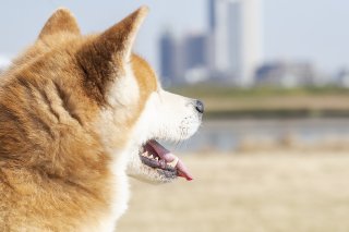 いちおう振替休日 2019.5.6（月）