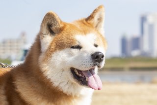 見返り美わんこ 2019.5.9（木）