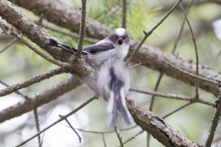 チーチーチー 2019.5.13（月）