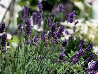 ラベンダーの“魔力”とは? 芳ばしい香りには厄除けの効果も