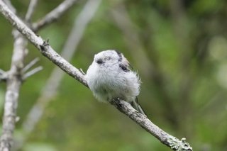 目がテン？ 2019.5.25（土）