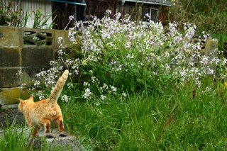 ごはんの時間だ♪ ぴょんぴょん跳ねる腹ペコ“にゃんたま”