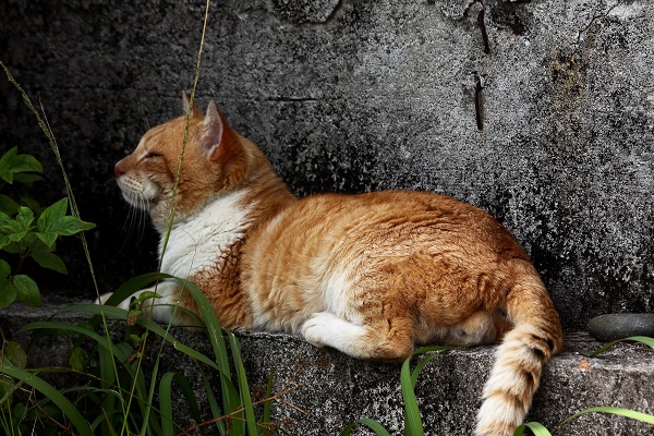 （Ｃ）芳澤ルミ子