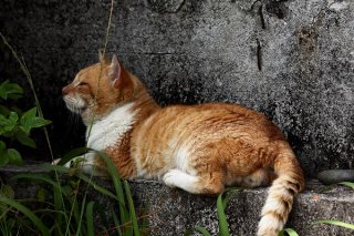 暑い日は木陰でウトウト…“にゃんたま”維持には養生が一番