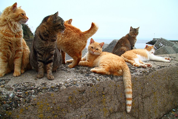 （Ｃ）芳澤ルミ子